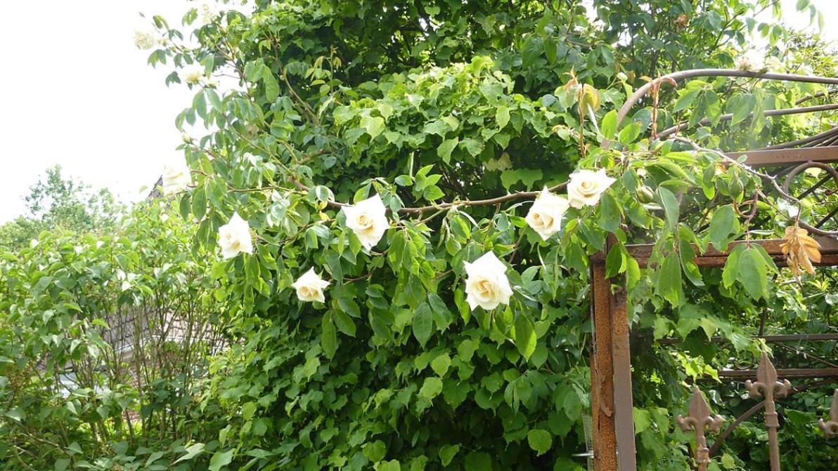 Omas Huus Διαμέρισμα Esens Εξωτερικό φωτογραφία